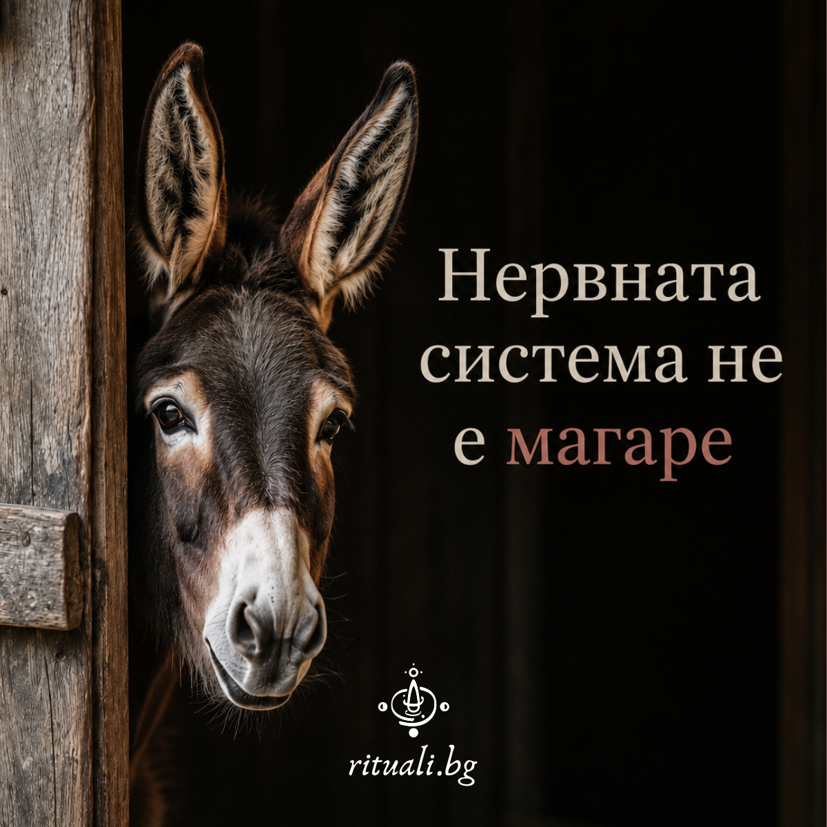 Как да пренастроиш нервната си система (и да спреш да блокирате успеха си).